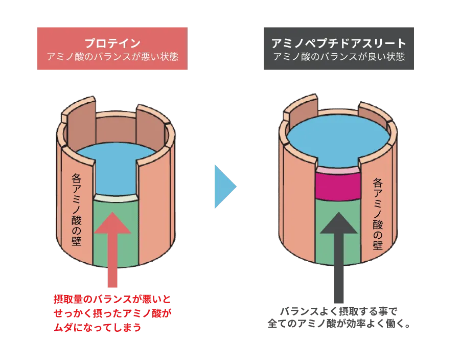 プロテインはアミノ酸のバランスが悪く、アミノペプチドアスリートはアミノ酸バランスが整っている状態