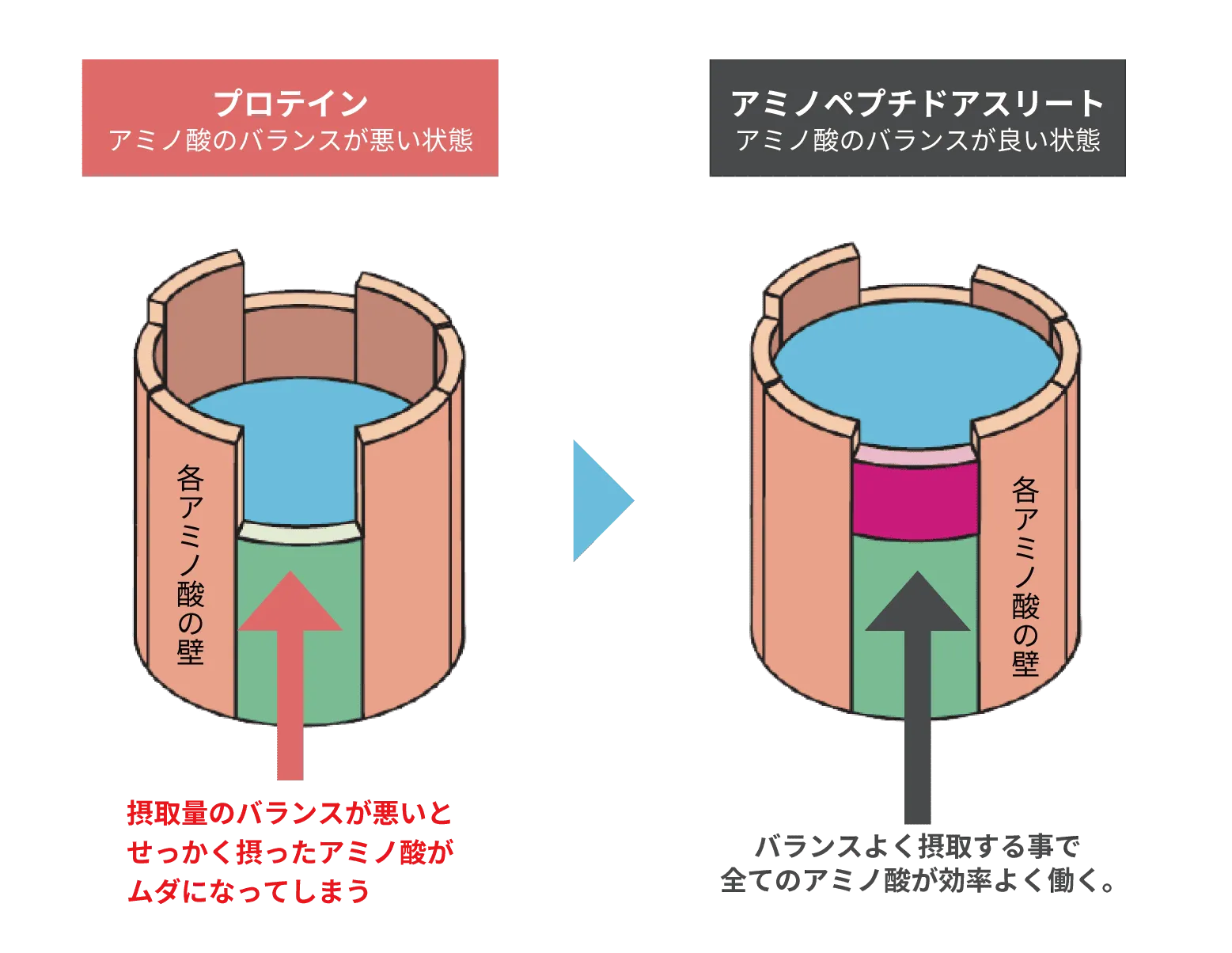 プロテインはアミノ酸のバランスが悪く、アミノペプチドアスリートはアミノ酸バランスが整っている状態
