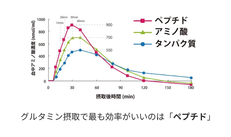 ペプチド、アミノ酸、タンパク質の吸収スピードの実験では、ペプチドが最も効率よくグルタミンを吸収することができた