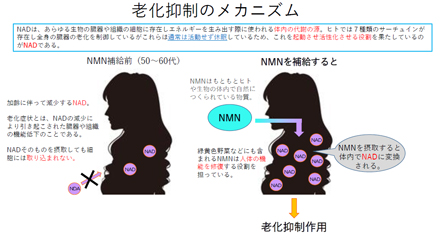 NMNのメカニズム