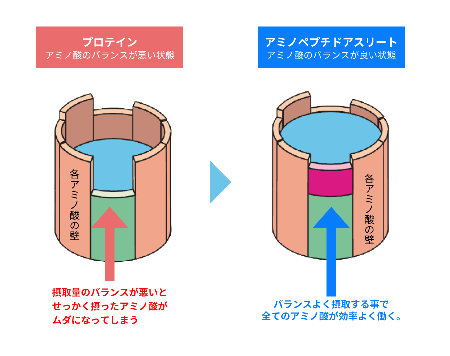 プロテインとアミノペプチドアスリートの違い
